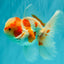 A  Grade Kohaku Red White Oranda Male 5.5-6 inches #082126OR_06
