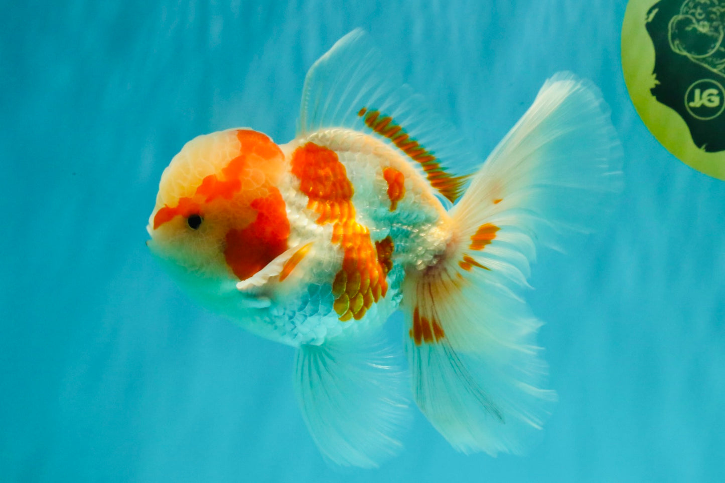 A  Grade Kohaku Red White Oranda Male 5.5-6 inches #082126OR_06