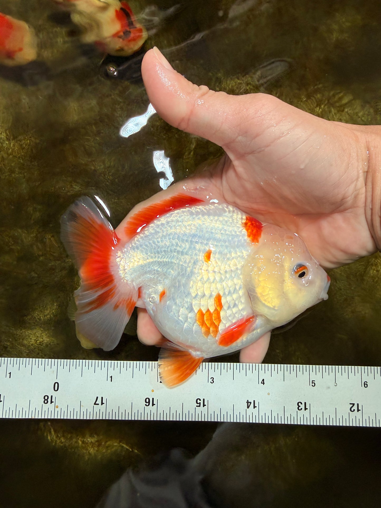 A Grade Red White Yuanbao Female 5 inches #103125YB_05