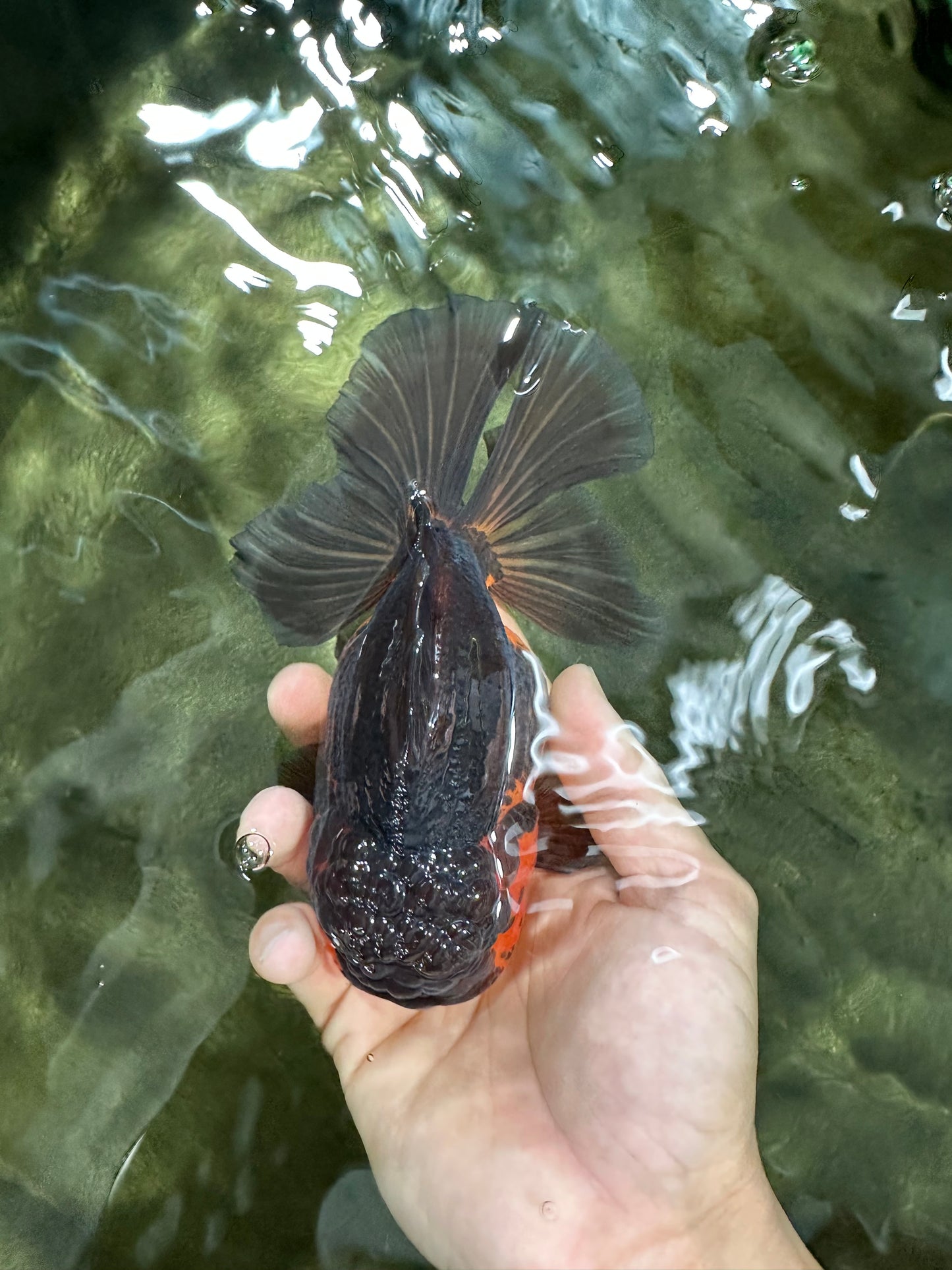 A Grade Apache Oranda Male 5.5-6 inches #060625OR_30