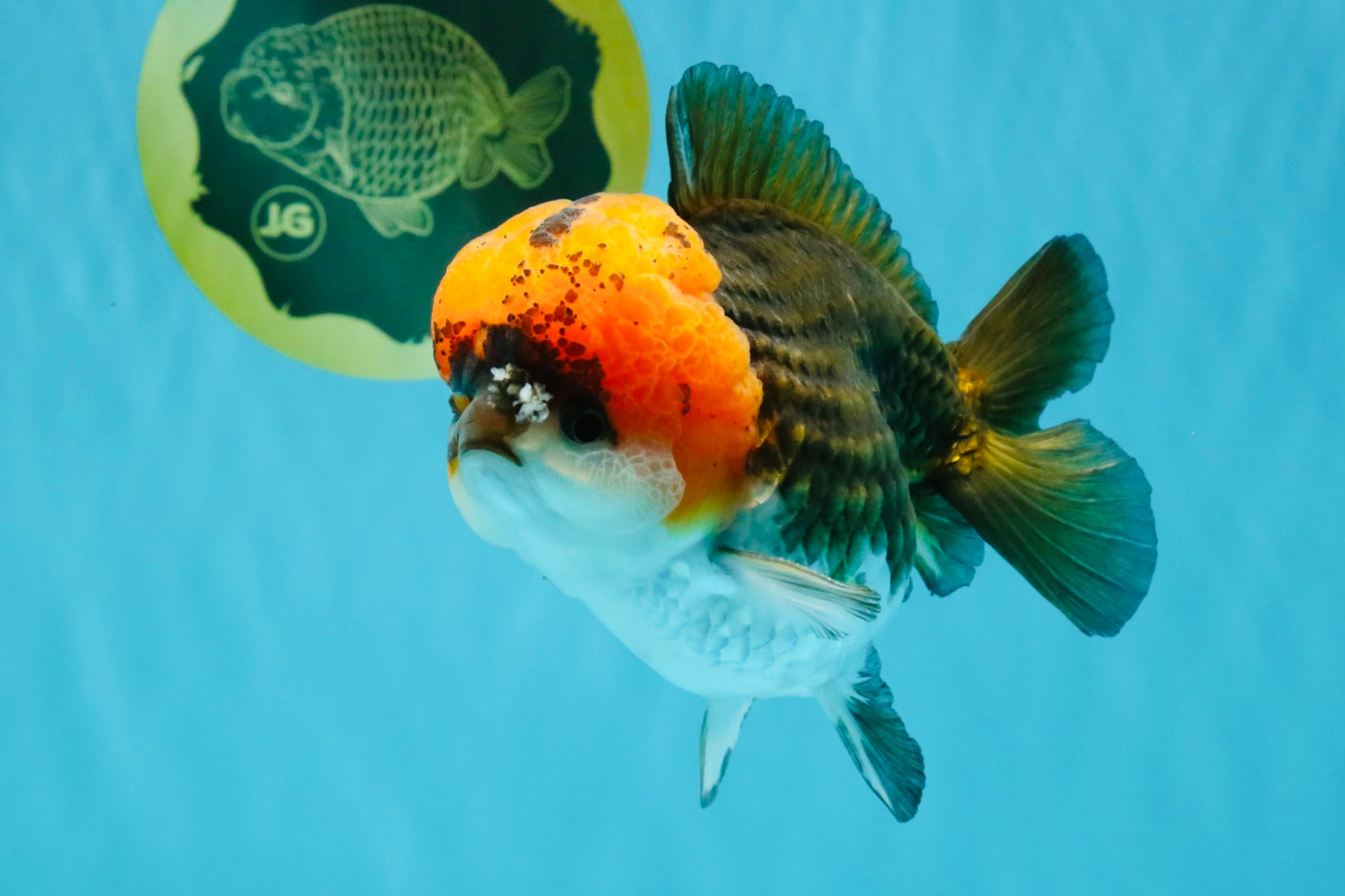 ADORABLE Tricolor Yuanbao Male 5 inches #040326YB_02