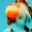 CHONKY AAA Grade Special Marble Oranda Male 6.5 inches #051526OR_01