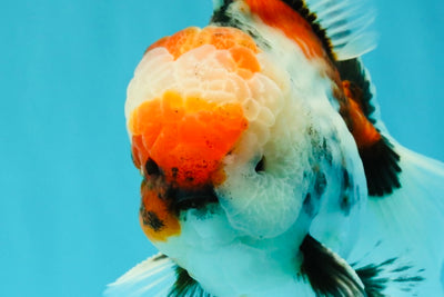 CHONKY AAA Grade Special Marble Oranda Male 6.5 inches #051526OR_01