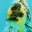 AAA Grade Long Tail White Marble Oranda Male 6.5-7 inches #062626OR_29