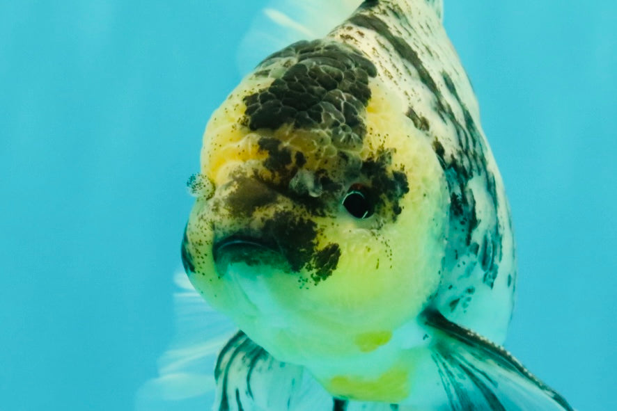 AAA Grade Long Tail White Marble Oranda Male 6.5-7 inches #062626OR_29