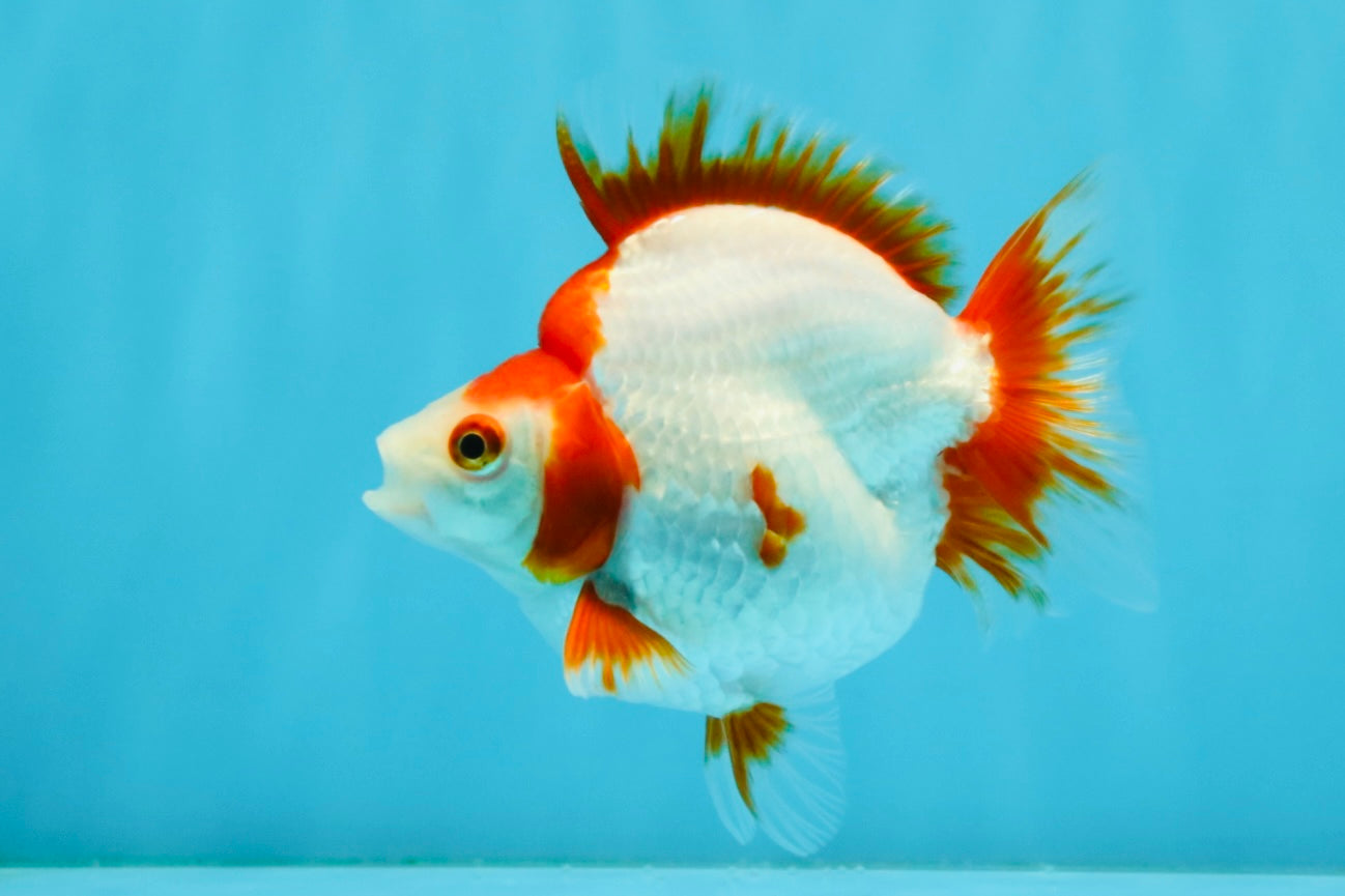 AAA Grade Red White Ryukin Female 4-4.5 inches #032726RK_25