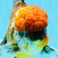 FLUFFY A Grade Calico Oranda Male 7 inches #041026OR_04
