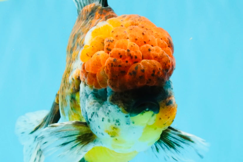 FLUFFY A Grade Calico Oranda Male 7 inches #041026OR_04