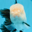 AAA Grade Panda Oranda Male 5.5 inches #0906OR_31