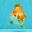 A Grade Red White Ryukin Female 3.5-4 inches #041726RK_02