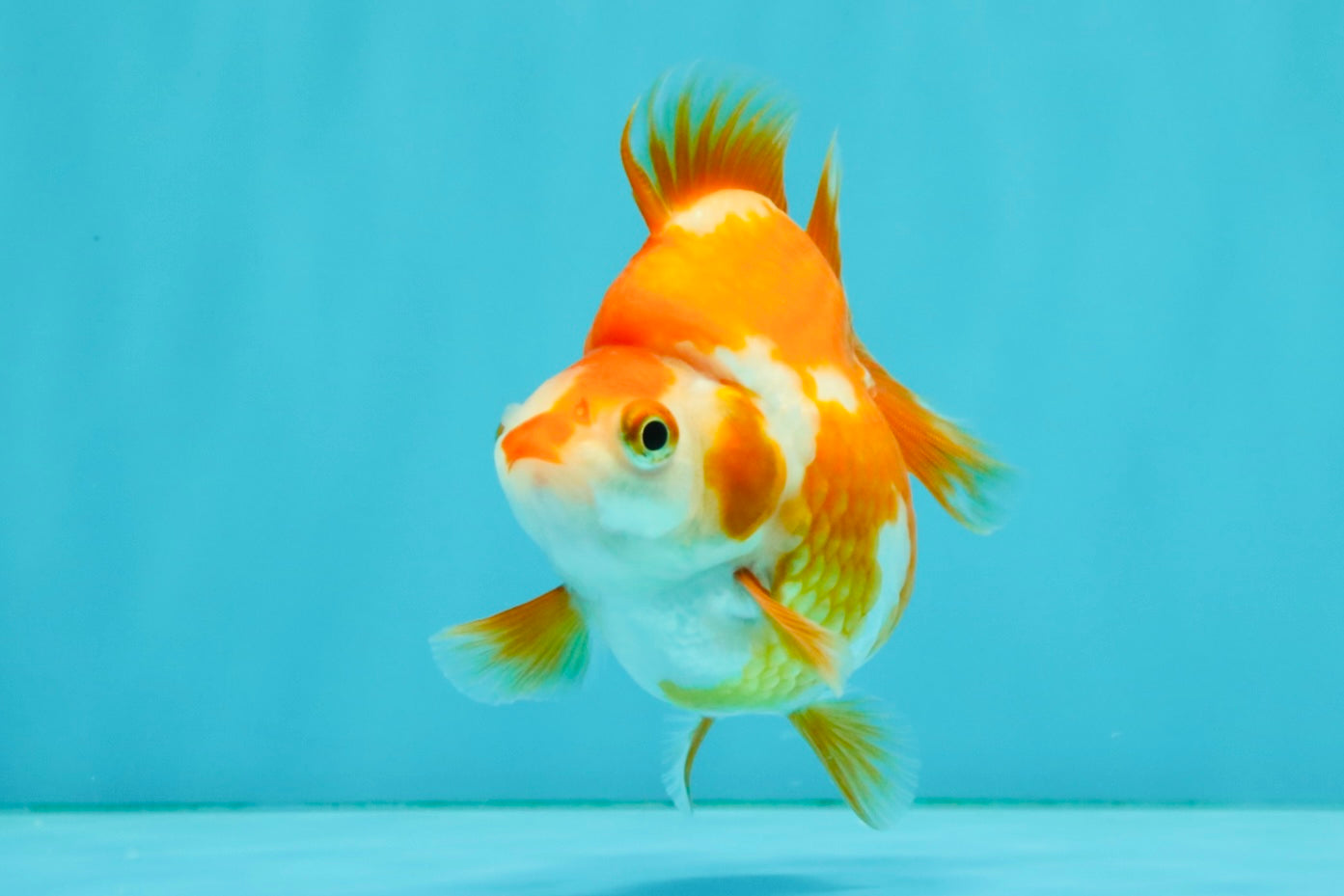A Grade Red White Ryukin Female 3.5-4 inches #041726RK_02