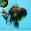 AAA Grade Young Godzilla Sakura Kirin Oranda Male 6 inches #081525OR_11
