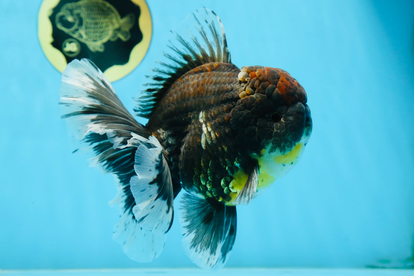 AAA Grade Young Godzilla Sakura Kirin Oranda Male 6 inches #081525OR_11