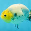 UNIQUE A Grade Chinese Cow Ranchu Female 4.5 inches #102425RC_04