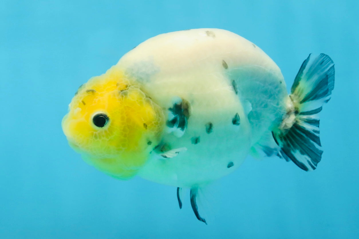 UNIQUE A Grade Chinese Cow Ranchu Female 4.5 inches #102425RC_04