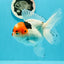 A Grade Tricolor Red Head Snow White Oranda Female 5.5 inches #0531OR_17