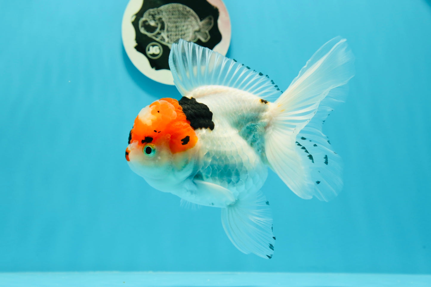 A Grade Tricolor Red Head Snow White Oranda Female 5.5 inches #0531OR_17