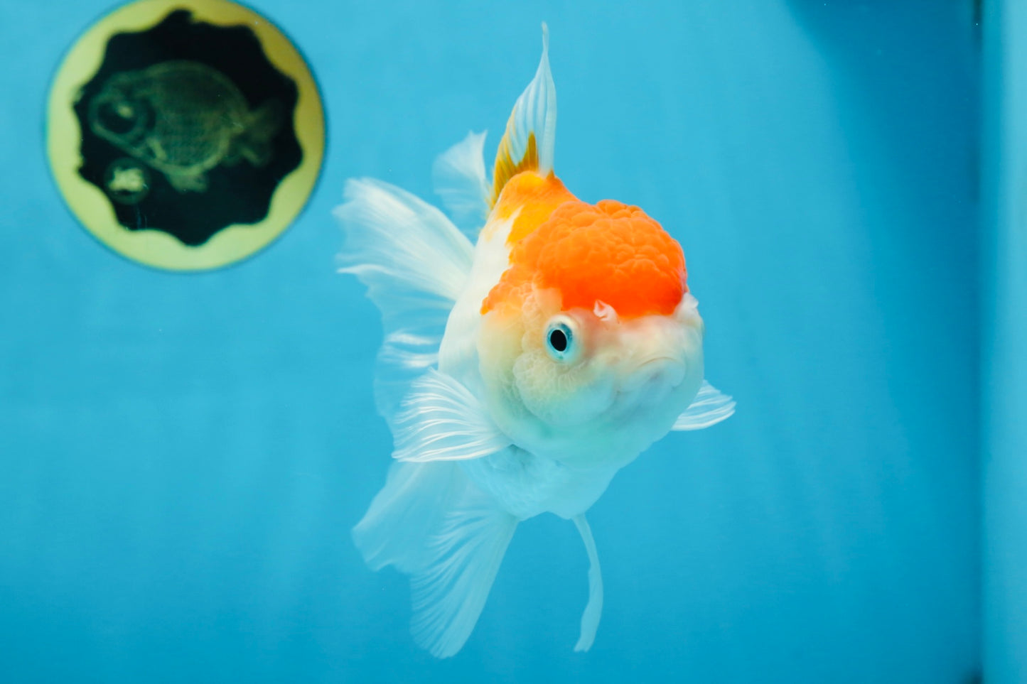 A Grade ADORABLE Red White Oranda Female 5.5 inches #072525OR_18