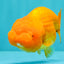 Red Lionchu Female 4.5-5 Inches #100226LC_17