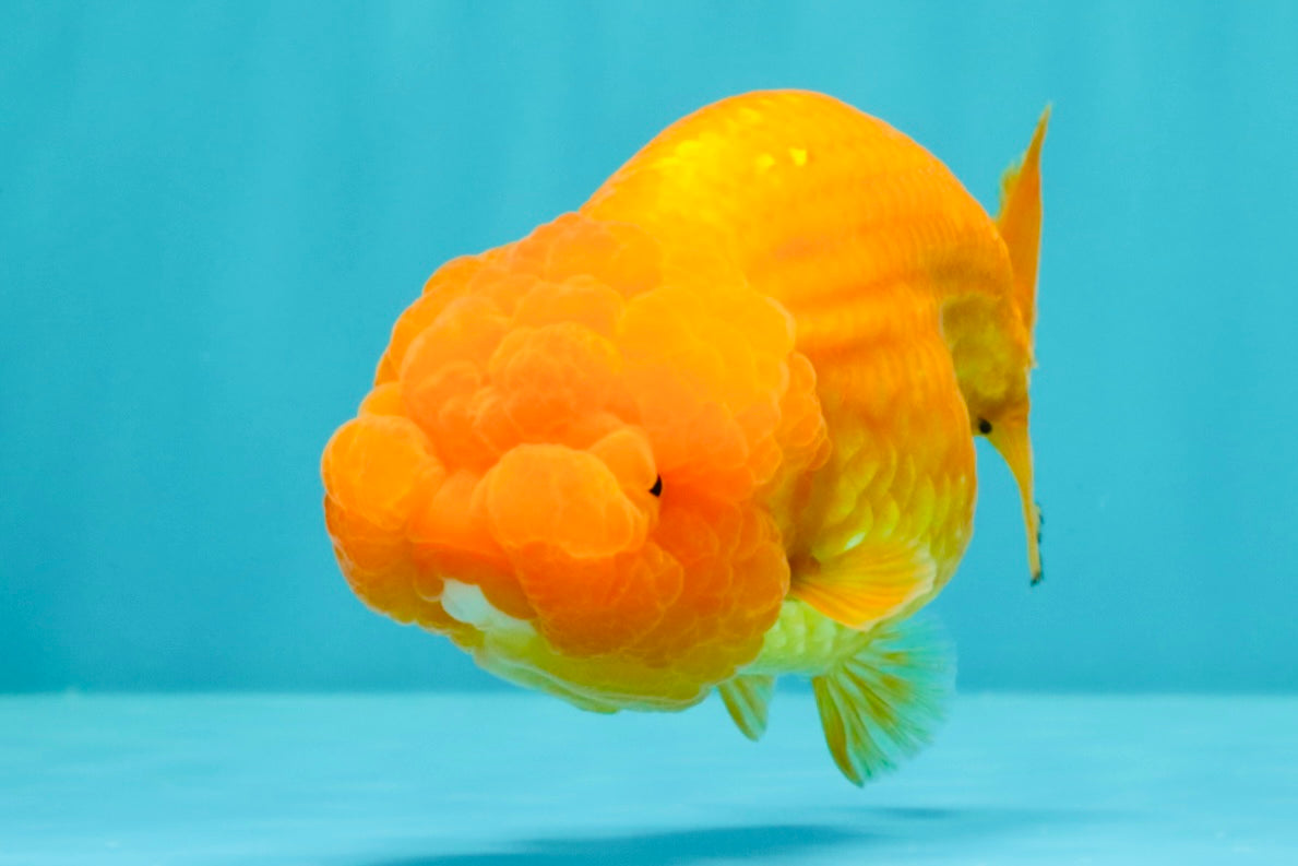 Red Lionchu Female 4.5-5 Inches #100226LC_17