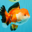 A Grade Tricolor Oranda Female 5-5.5 inches #030626OR_29