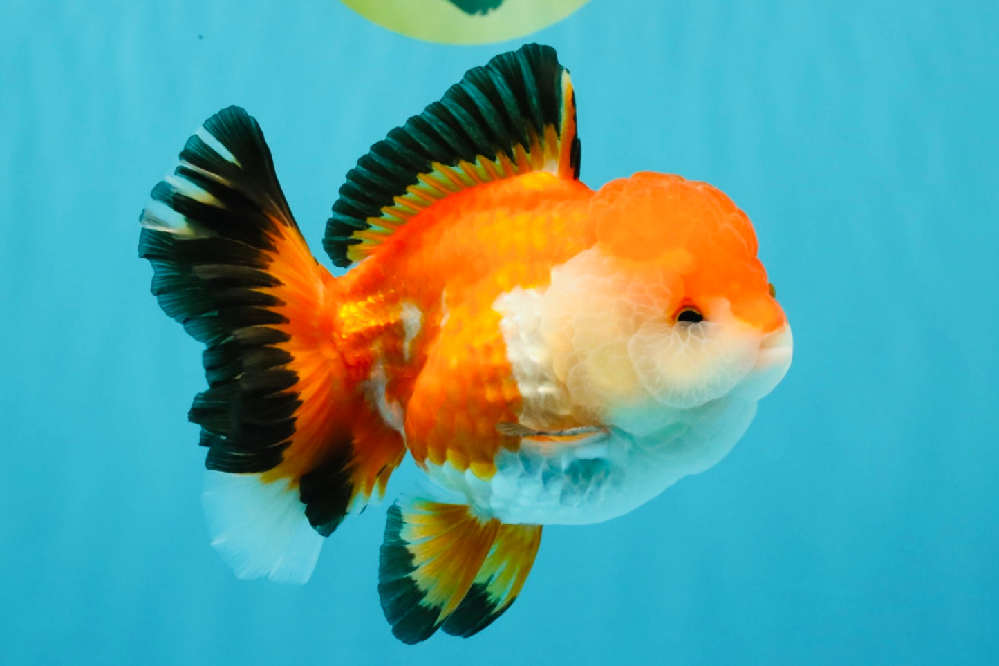 A Grade Tricolor Oranda Female 5-5.5 inches #030626OR_29