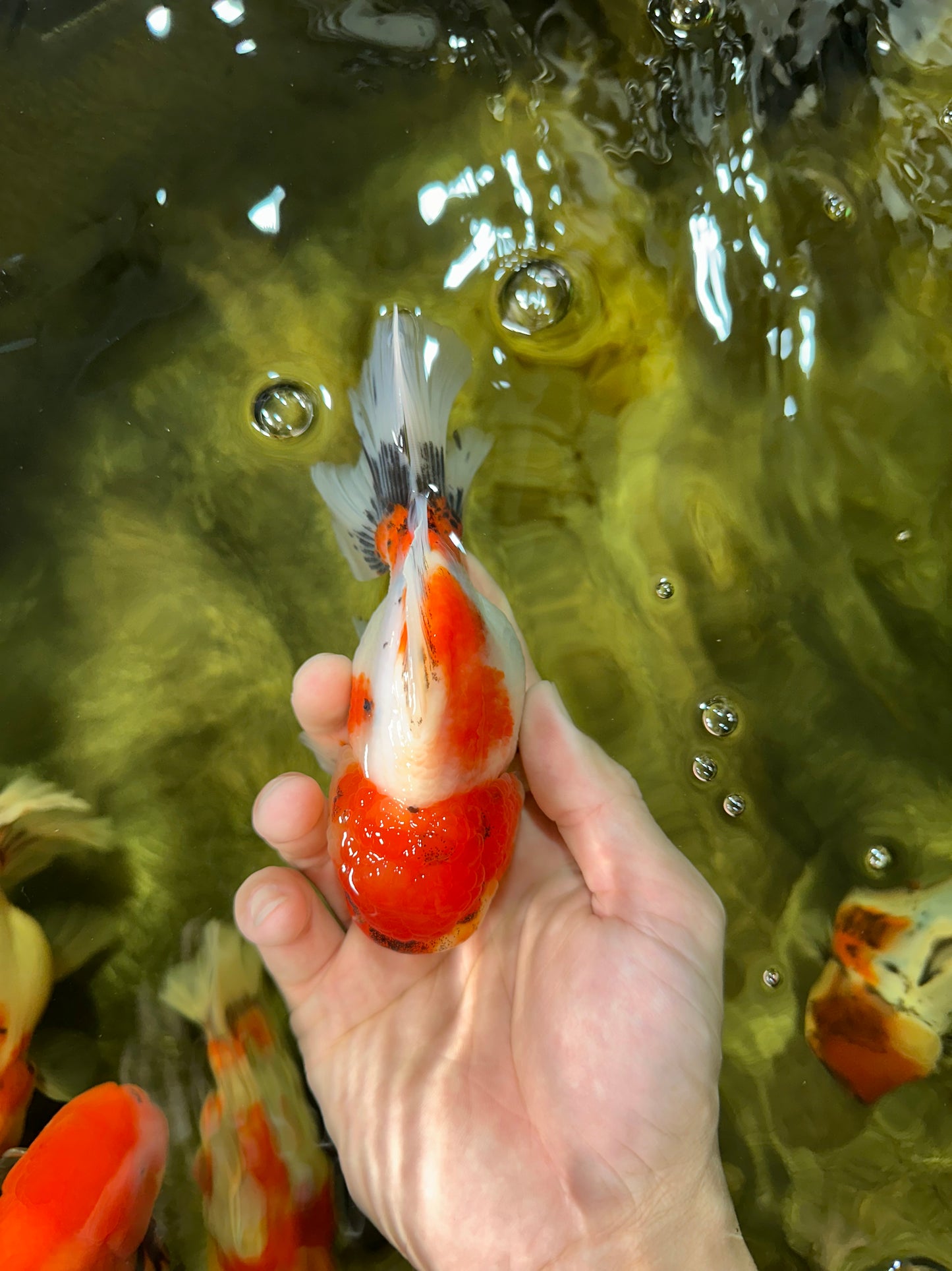 AAA Grade Sakura Oranda Female 5 inches #050925OR_47
