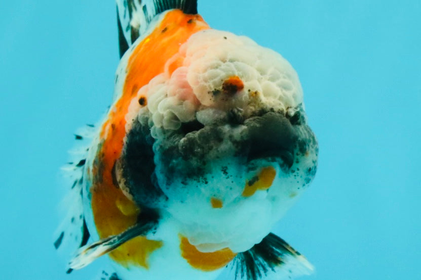 Calico Yuanbao Male 5 inches #032026YB_16