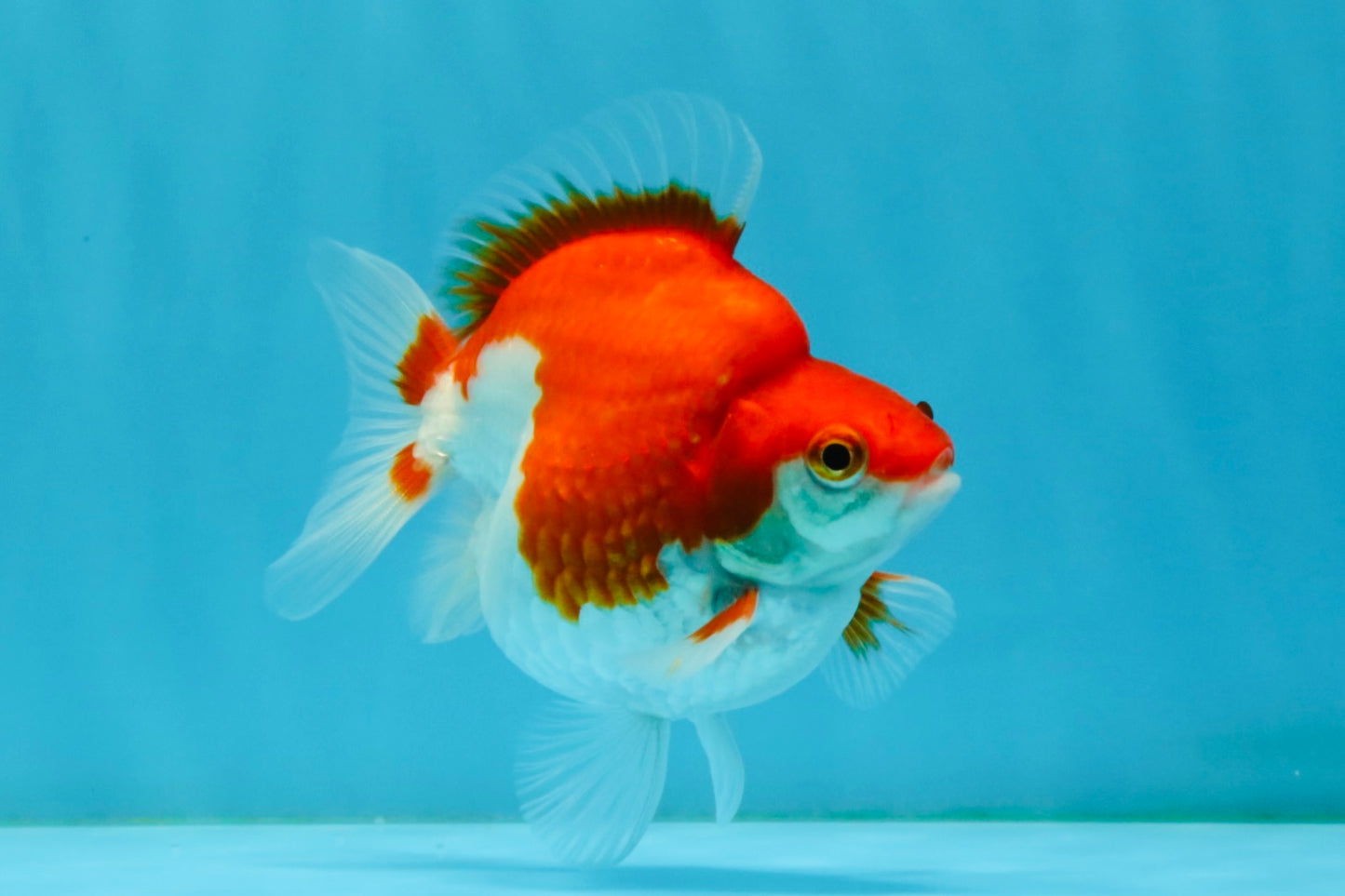 A Grade Red White Ryukin Male 4 inches #032726RK_27