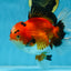 AAA Grade THICK BODY Godzilla Apache Oranda Male 6.5 inches #090525OR_07
