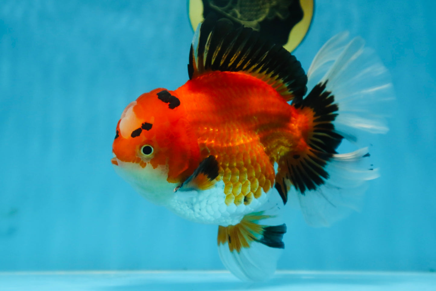 AAA Grade THICK BODY Godzilla Apache Oranda Male 6.5 inches #090525OR_07