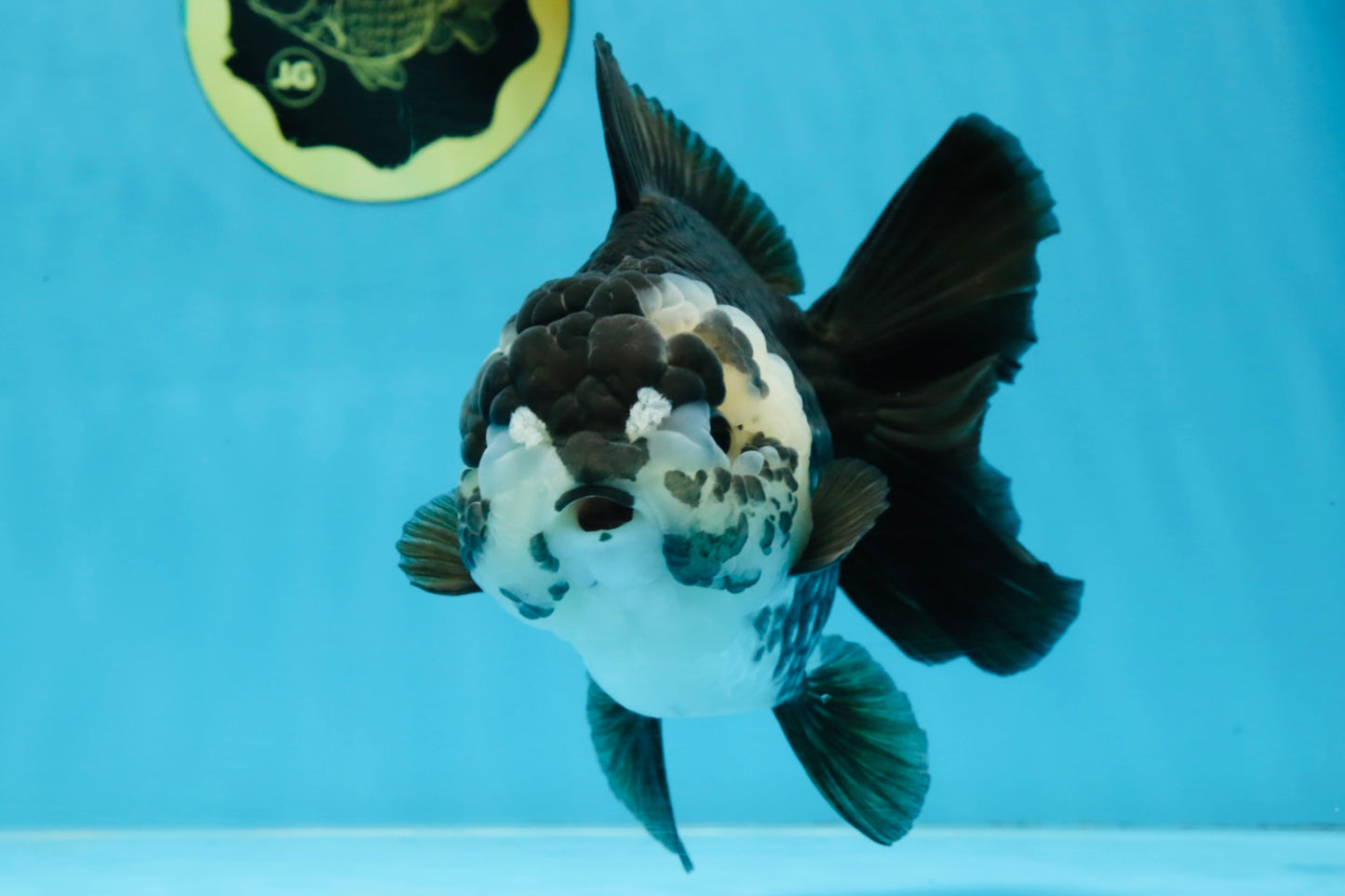 AAA Grade FLUFFY Panda Yuanbao Female 6-6.5 inches #100325YB_05