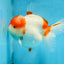 A Grade BIG WEN Kohaku Sakura Oranda Female 6-6.5 inches #091225OR_15