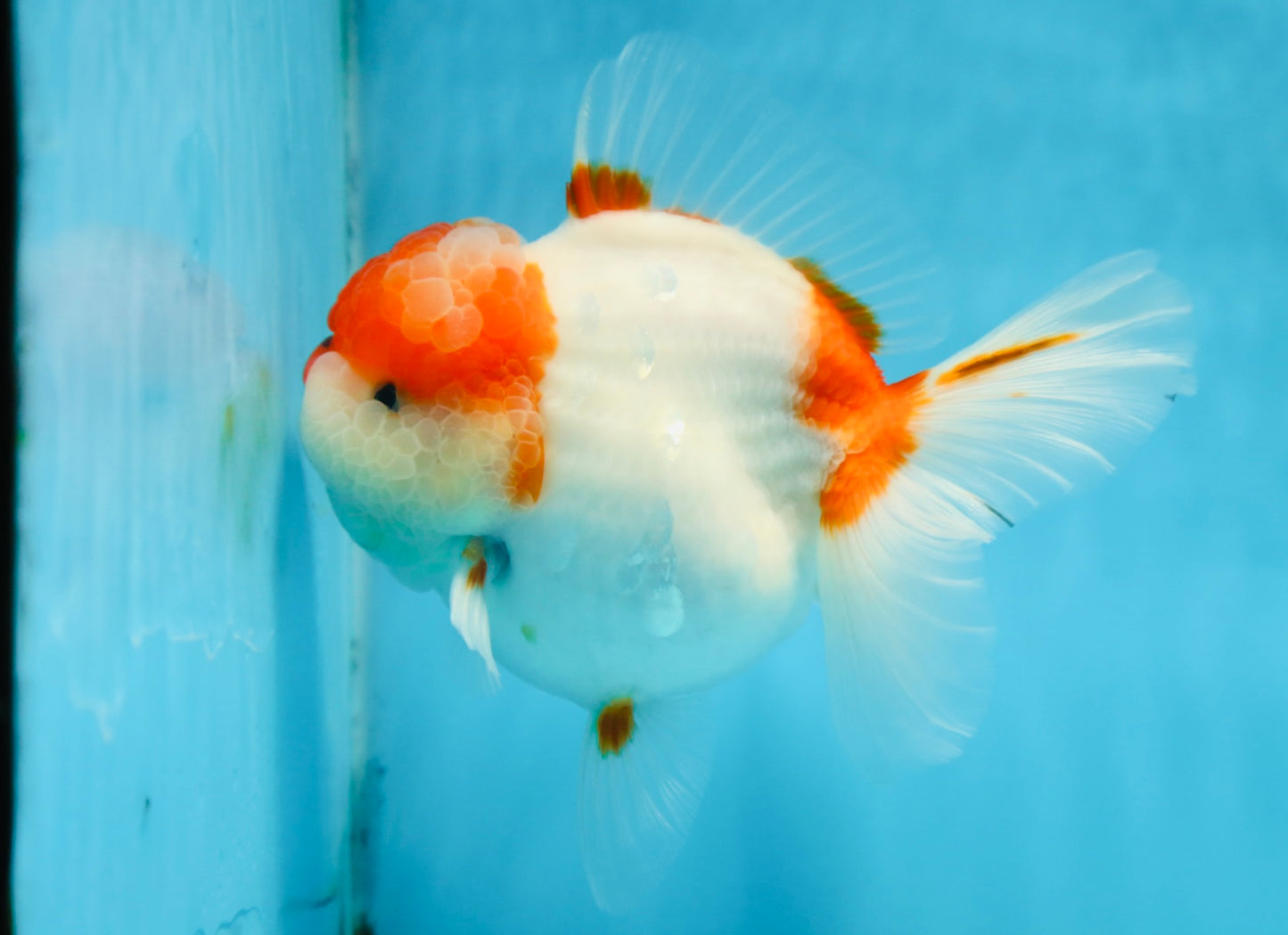 A Grade BIG WEN Kohaku Sakura Oranda Female 6-6.5 inches #091225OR_15