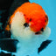 A Grade Tricolor Oranda Male 4.5 inches #0830OR_24