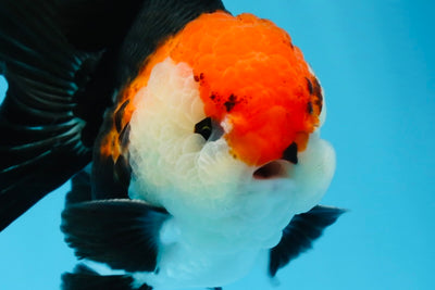 Oranda tricolore mâle de qualité A 4,5 pouces #0830OR_24