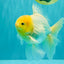 A Grade White Oranda Male 6 inches #061926OR_26