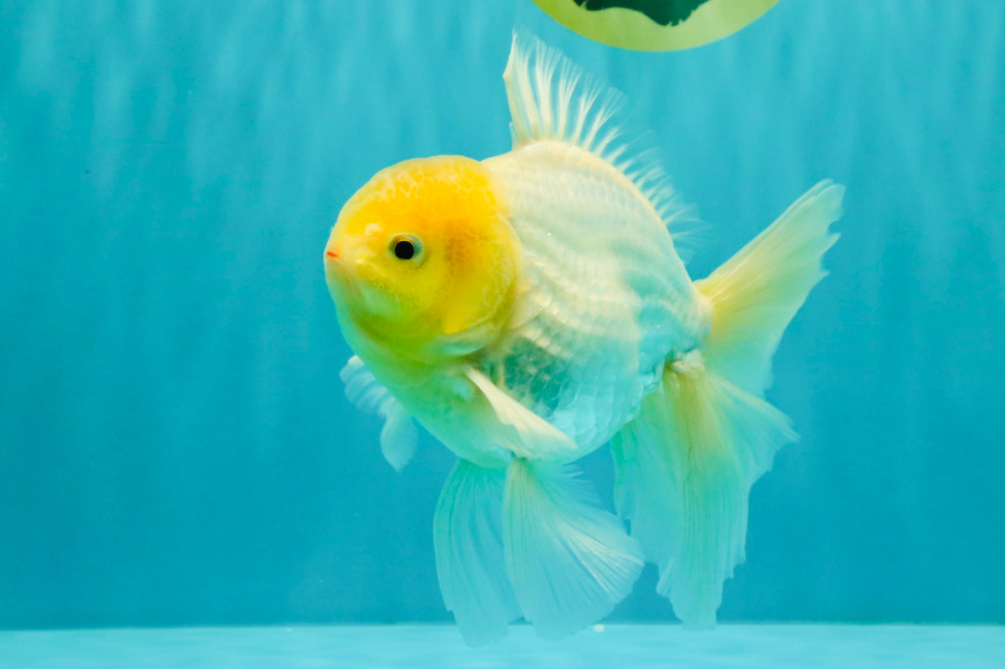 A Grade White Oranda Male 6 inches #061926OR_26