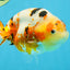 AAA Grade Tricolor Milk Cow Ranchu Female 5 inches #101025RC_15