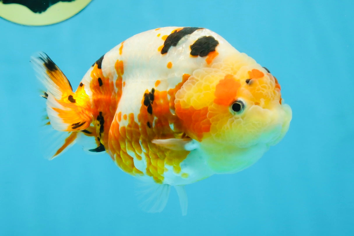 AAA Grade Tricolor Milk Cow Ranchu Female 5 inches #101025RC_15