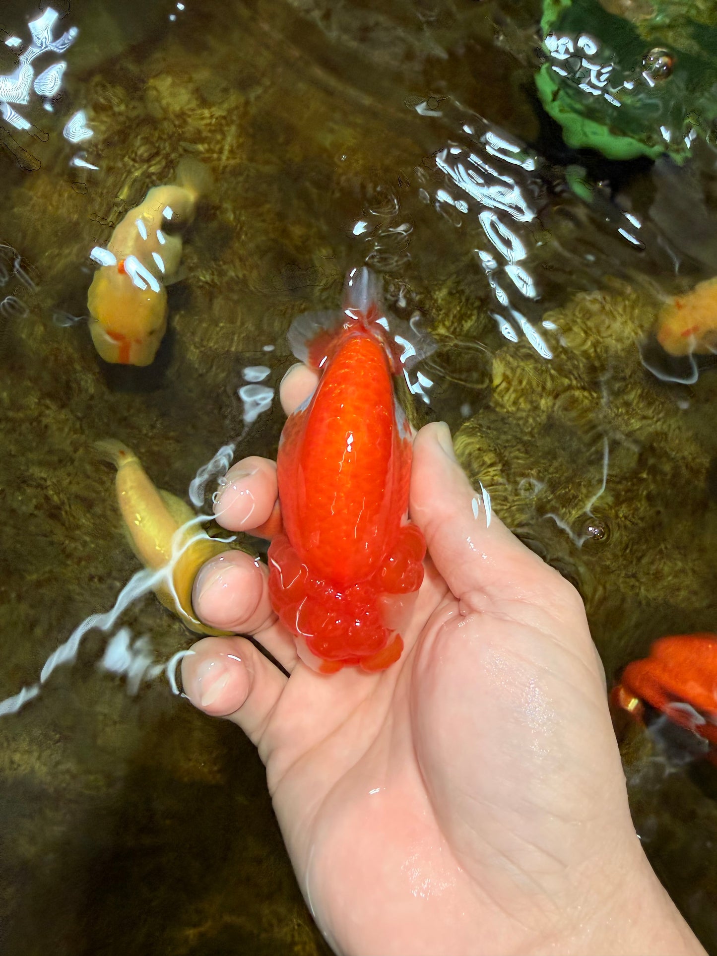 A Grade Red White LionQueen 4 inches #103125LC_18