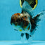 A Grade Kirin Oranda Female 6 inches #110725OR_02