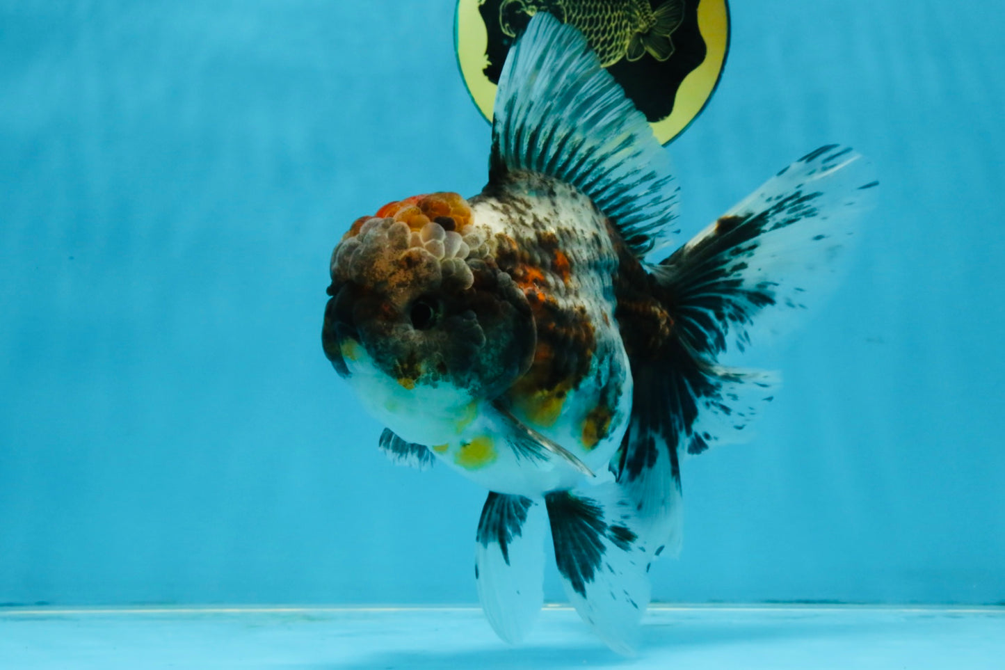 A Grade Kirin Oranda Female 6 inches #110725OR_02