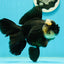 A Grade Monster Panda Oranda Female 5.5-6 inches #111524OR_18