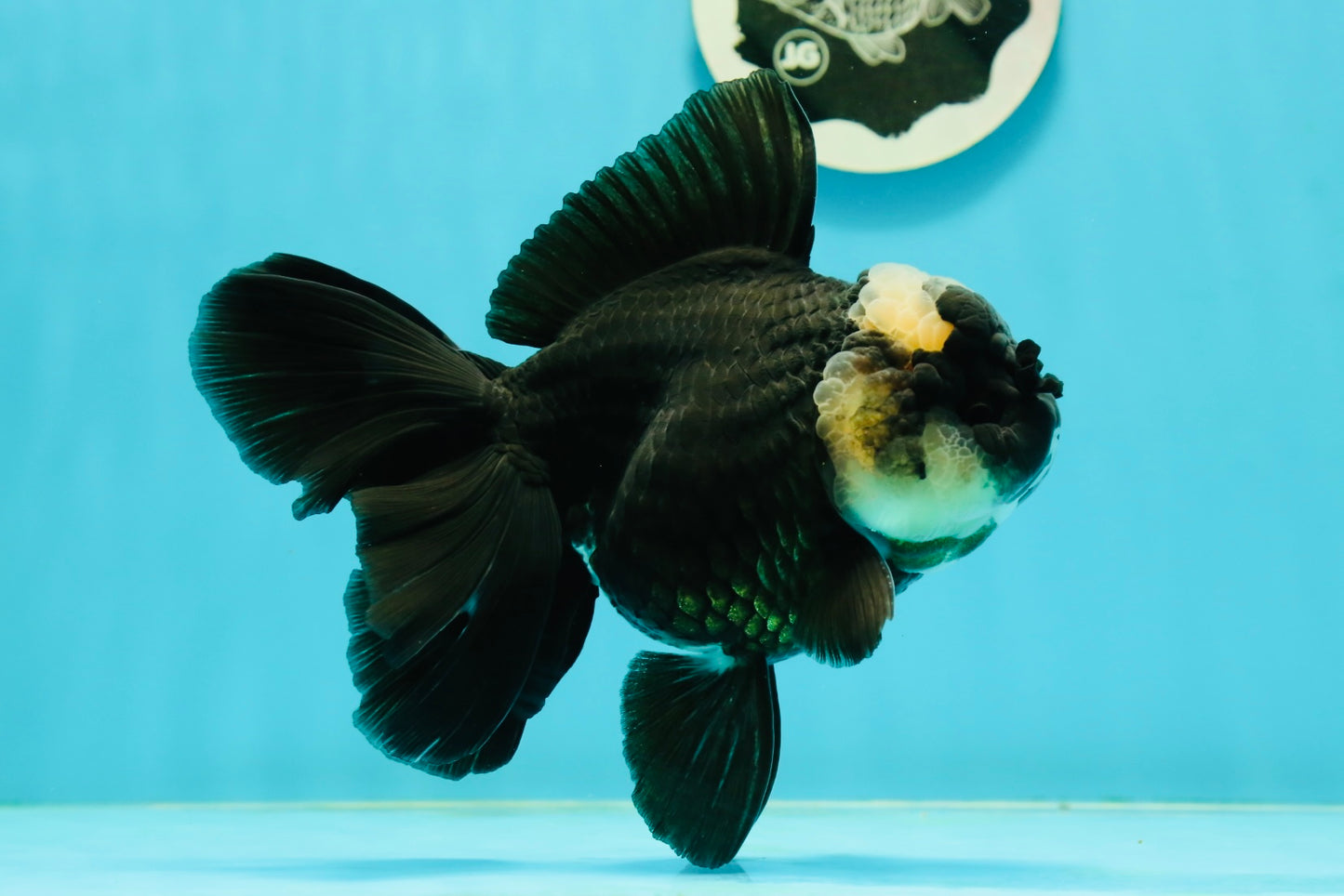 A Grade Monster Panda Oranda Female 5.5-6 inches #111524OR_18