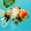 A Grade Marble Calico Oranda Male 6.5 inches #061926OR_19
