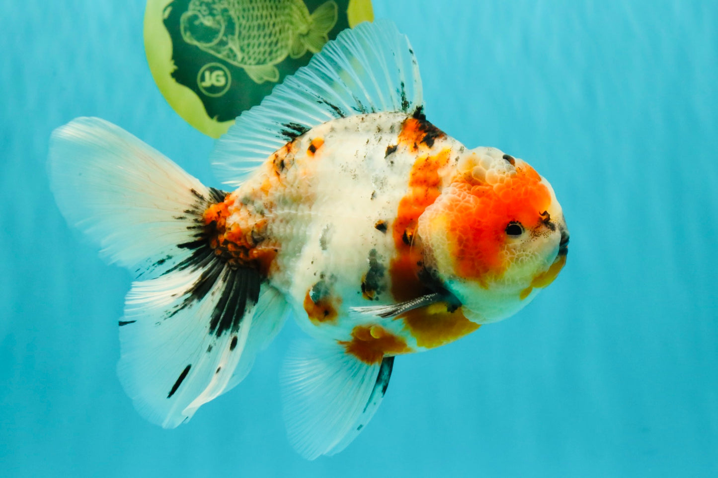 A Grade Marble Calico Oranda Male 6.5 inches #061926OR_19