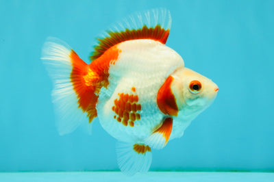 AAA Grade Red White Ryukin Female 4.5 inches #042426RK_02