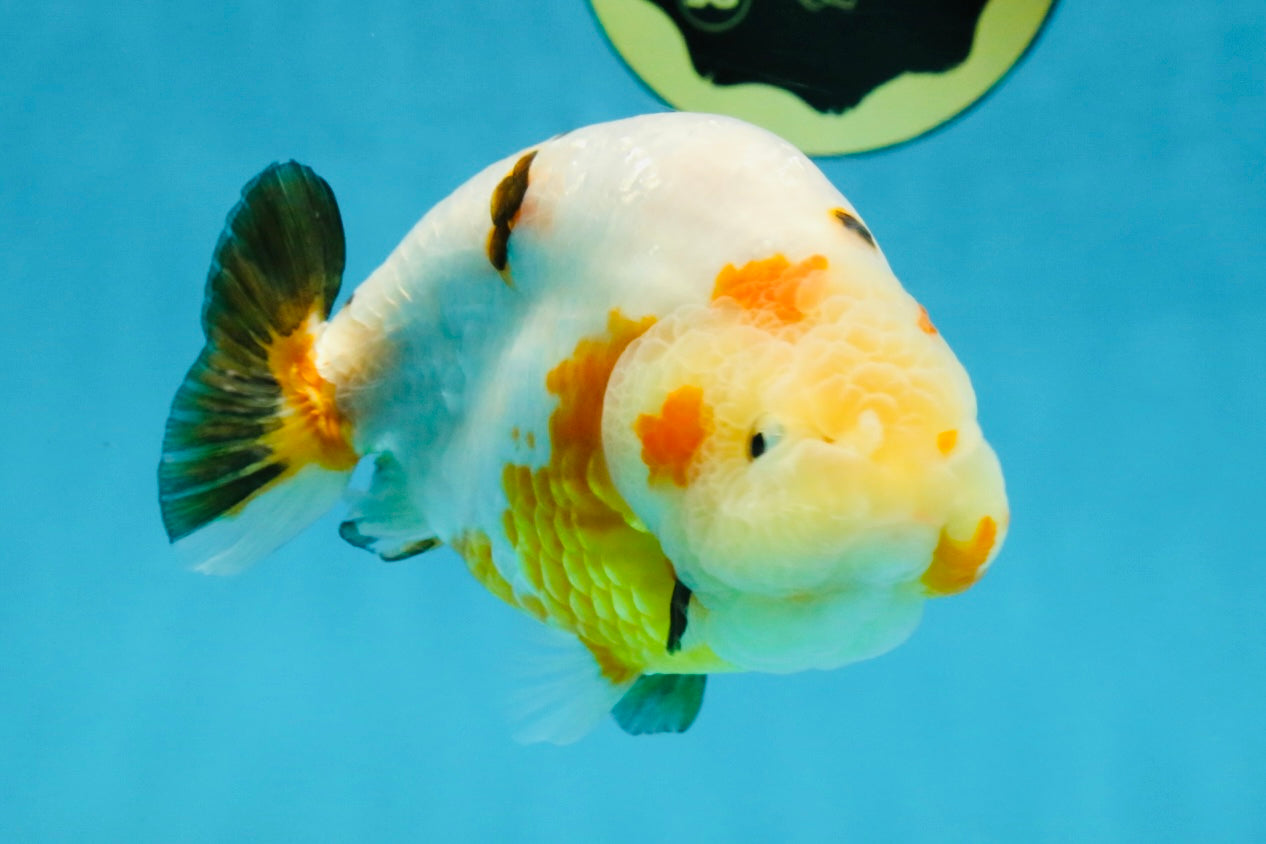 RARE Sakura Chinese Ranchu Female 5 inches #120525RC_08