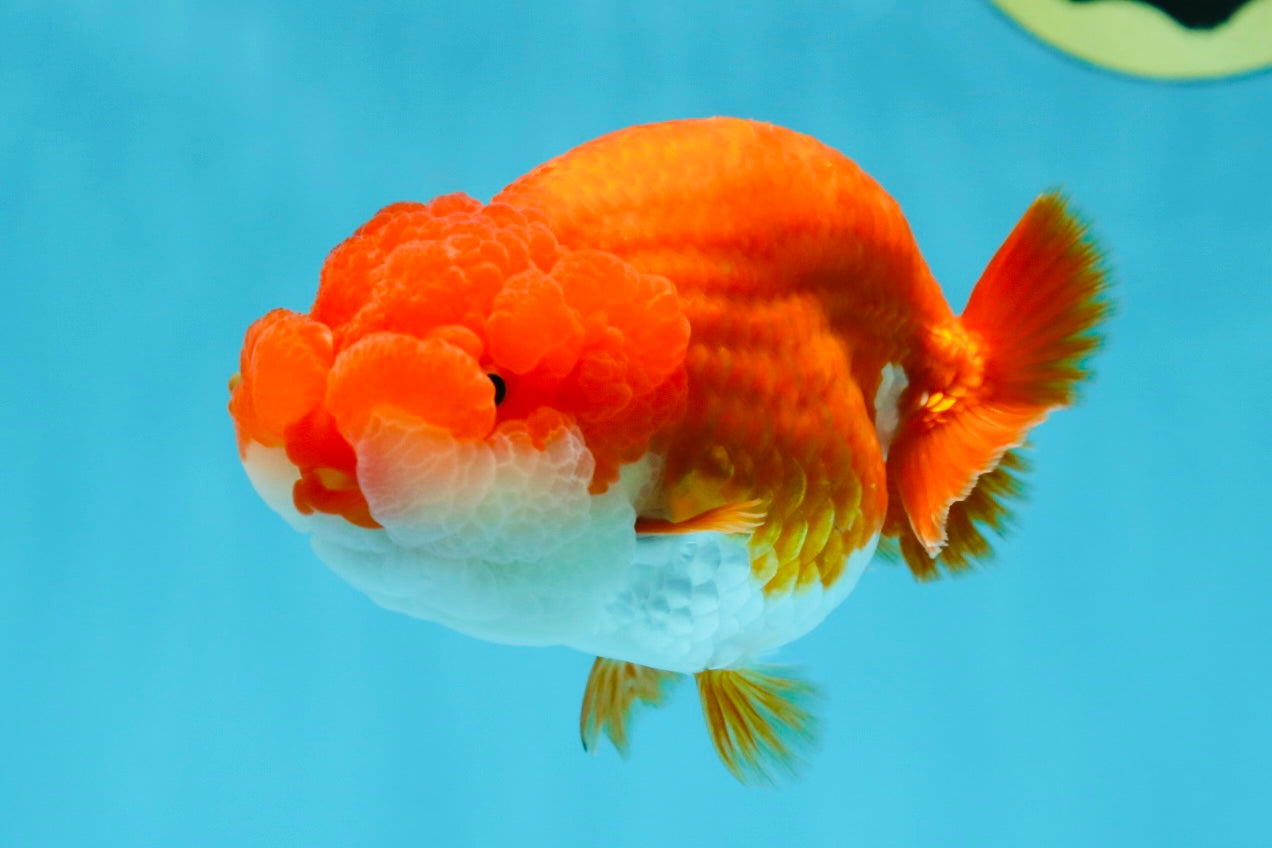 AAA Grade Red White LionQueen 4-4.5 inches #042525LC_14